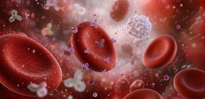 Die Blutgruppe A und Langlebigkeit – Wie Sie Ihr „sensibles Herz“ schützen und Ihren Körper in ein langlebiges Biotop verwandeln können