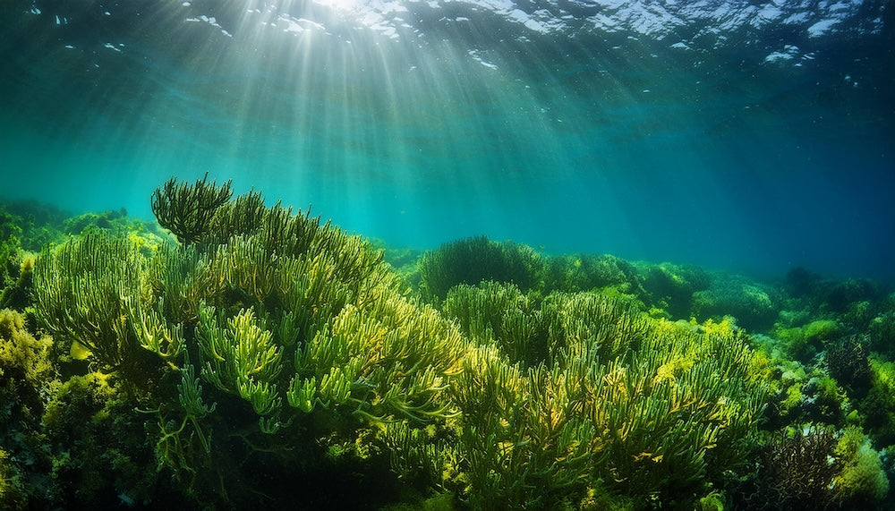 Astaxanthin: Ein starkes Antioxidans, das in bestimmten Algen und Meeresfrüchten vorkommt und für seine potenziellen Anti-Aging-Effekte bekannt ist.